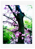 Love You Greetings Purple Spring Card Front of Card Visit us at LoveYouGreetings.com Cards for All Occasions